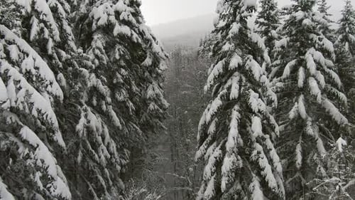 Winter Forest in Bukovel with Cold Fog the Camera Flies Near Trees