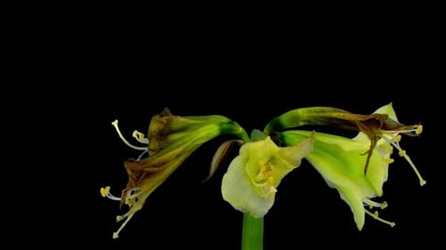 Time lapse of opening amaryllis Green Walley with ALPHA channel