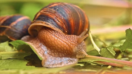 A large, brown and white snail is on a leaf