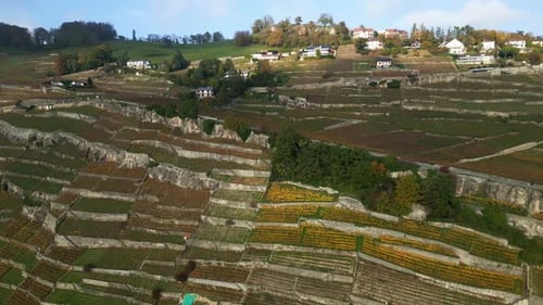 Aerial View of Terraced Vineyards in Rural Setting