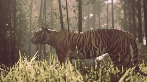 Un tigre géant du Bengale traque sa proie dans une bambouseraie en se prélassant sous les rayons du soleil