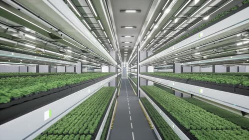 Modern Vertical Farm with Hydroponic Plants and LED Lighting
