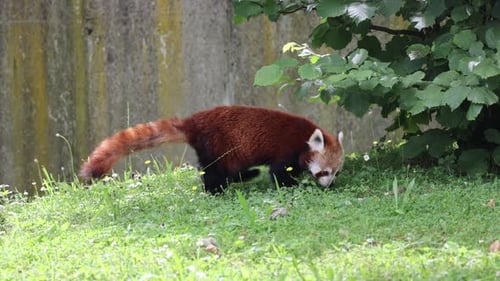 Red Panda Foraging in Grassy Enclosure