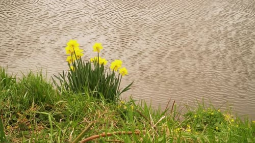 4K close up on some yellow and white narcissus commonly known as daffodil or jonquil in the river be