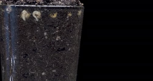 Fresh Bean Growing Macro Time Lapse Closeup of Germination and Growth of Tiny Peas Leaves Healthy