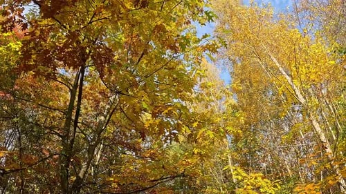 Colorful Autumn Trees in the Forest on Sunny Day