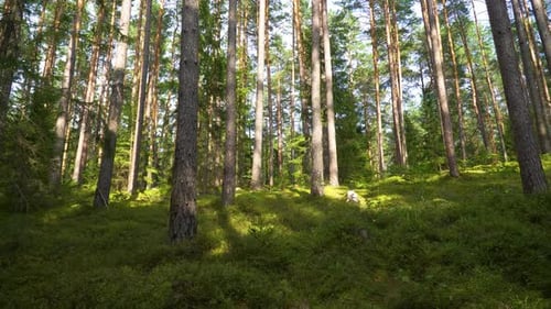 A beautiful shot of tall thin trees in a forest on a slope
