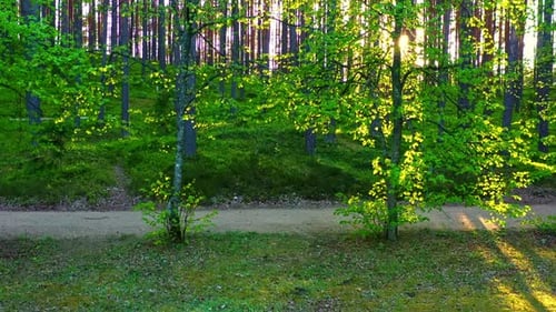 Strahlende Sonne scheint durch die Bäume im Wald. - Luftaufstiegsaufnahme