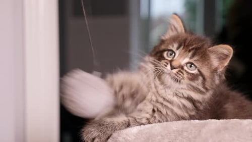 Playful Kitten with Toy Indoors