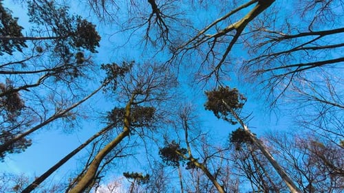 Tree branches and pine trees against a background of blue sky in a winter park.
