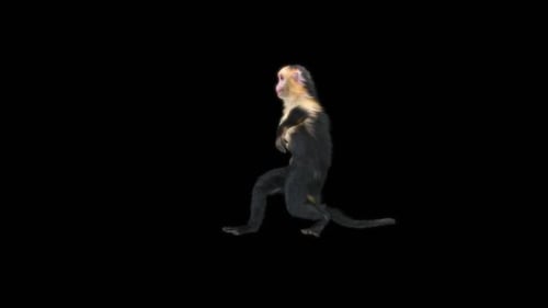 32 Monkey Dance HD