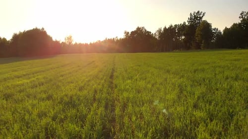 Cultivos verdes en campo agrícola con majestuosa puesta de sol, vista aérea