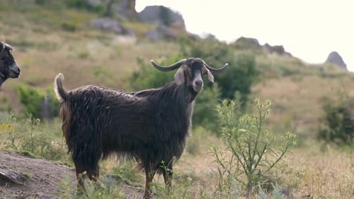 Primer plano de una cabra negra mirando a la cámara