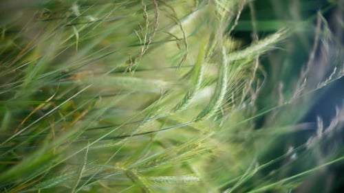 Peaceful Wheat Field Closeup a Serene Meadow Relaxing and Rejuvenating Outdoors