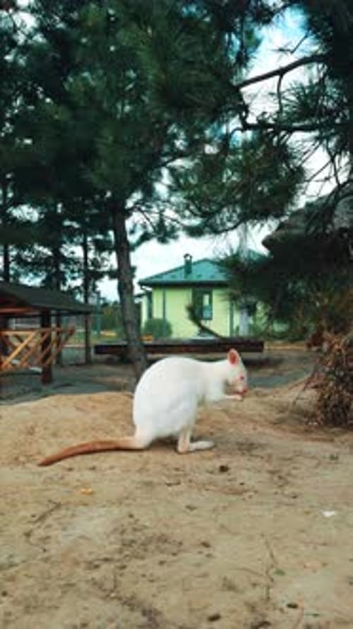 Süßes australisches Tier in der Tierwelt. Kleines Känguru bei der Zoofütterung. Vertikales Video.
