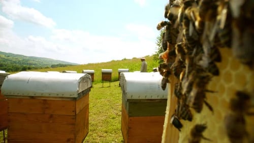 Extreme Closeup View of Bees Creating Healthy Honey in Honeycombs Outside Beehive Hardworking Bees