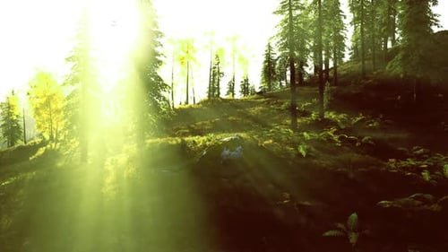 La lumière du soleil éblouissante perce la canopée, créant des paysages naturels saisissants