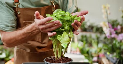 Indoor Gardening Enthusiast Small Business Owner Tending to a Lush Plant in a