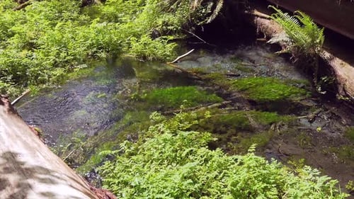 Angled down shot of river grass swaying with the currents of the clear rainforest stream.