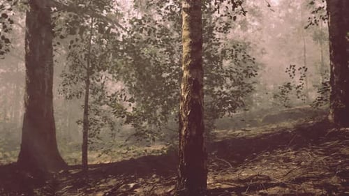 A Lush Forest Filled with Towering Birch Trees