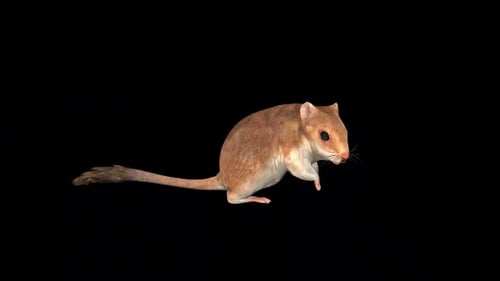 Realistic Gerbil Animation Eating Action Loop