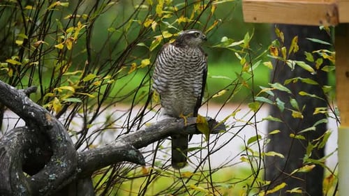 Wild Northern Goshawk sitting on a tree branch.