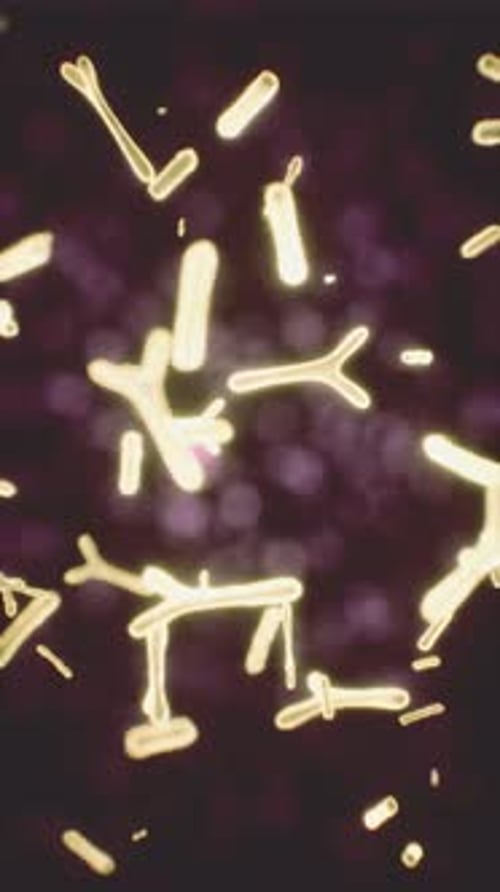 Virus Cells or Bacterias Under Microscope