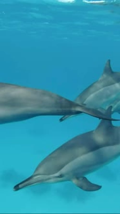 Dolphins swimming in clear blue ocean waters