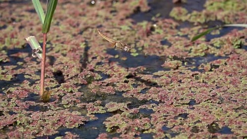 Dragonfly laying eggs in pond close up in super slow motion