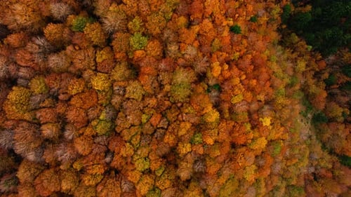 The Colorful Pattern Of The Tree Tops