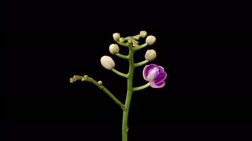 Blooming Purple Orchid Phalaenopsis Flower