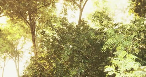 Sunlight Filters Through Lush Foliage in a Serene Forest Setting