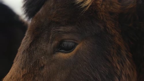 Close up of dark brown Icelandic horse face and mane during windy day