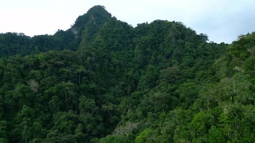 Aerial View on Forest Nature and Green Wood Trees in Landscape of Mountain Hills