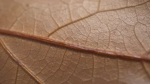 Macro Texture Oak Autumn Leaf Slider Shot