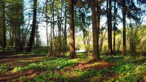 Quelle, Arboretum Rubovsky, Steinbruch und West-Dwina 43