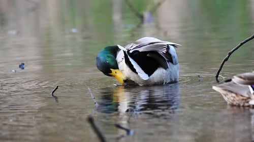 Mallard Duck Cleaning Feathers in Calm Water