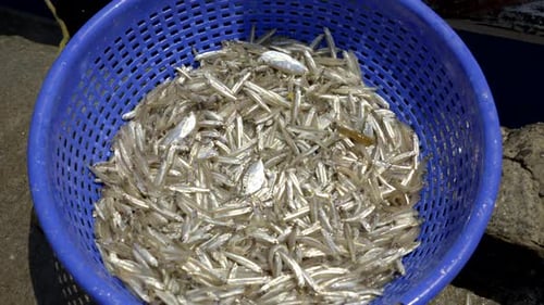 Fresh Anchovy fish shuffling in Fish harbour
