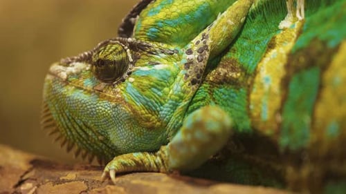 Un
caméléon vert tourne son œil, en gros plan.
