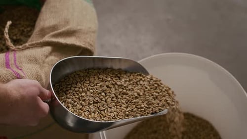 Hands of Specialist Pouring Unroasted Coffee Beans at Production Factory