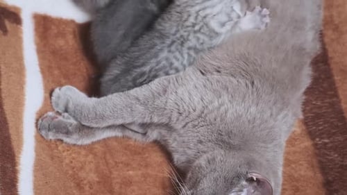 Nursing Cat Feeding Cute Newborn Kittens on a Blanket