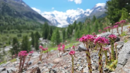 Flowers In The High Mountains