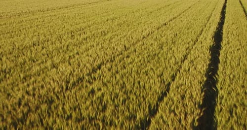 Aerial shot of a yellow field of wheat