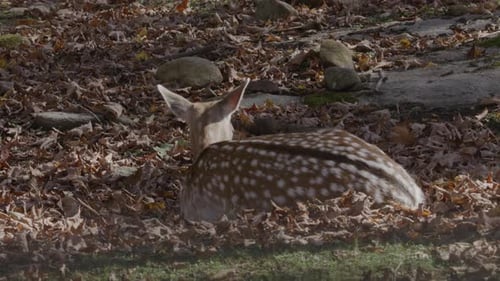 Spotted Deer Resting in Autumn Leaves