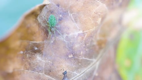 Tiny Green Spider Waiting in a Web, Macro Footage