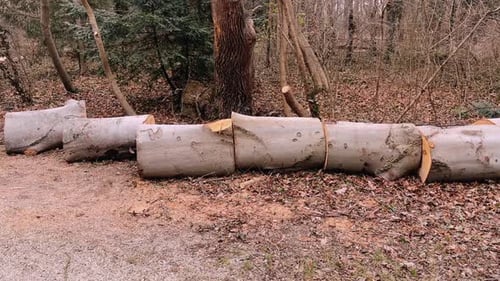 Felled Tree Logs in a Forest Clearing, Vienna