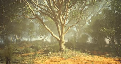 Serene View of a Eucalyptus Grove During a Foggy Day in the Forest