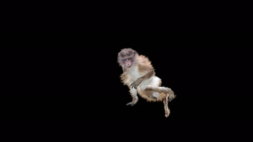 47 Monkey Dance 4K