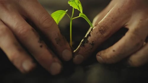 Hands Gently Planting Young Green Seedling in Soil