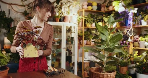 Caucasian Female Assistant Working with Succulent Plant Without Soil in Modern
